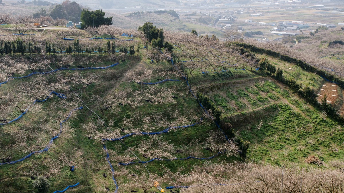みなべのおすすめスポット|梅林・千里の浜・温泉を地元目線で案内【和歌山】