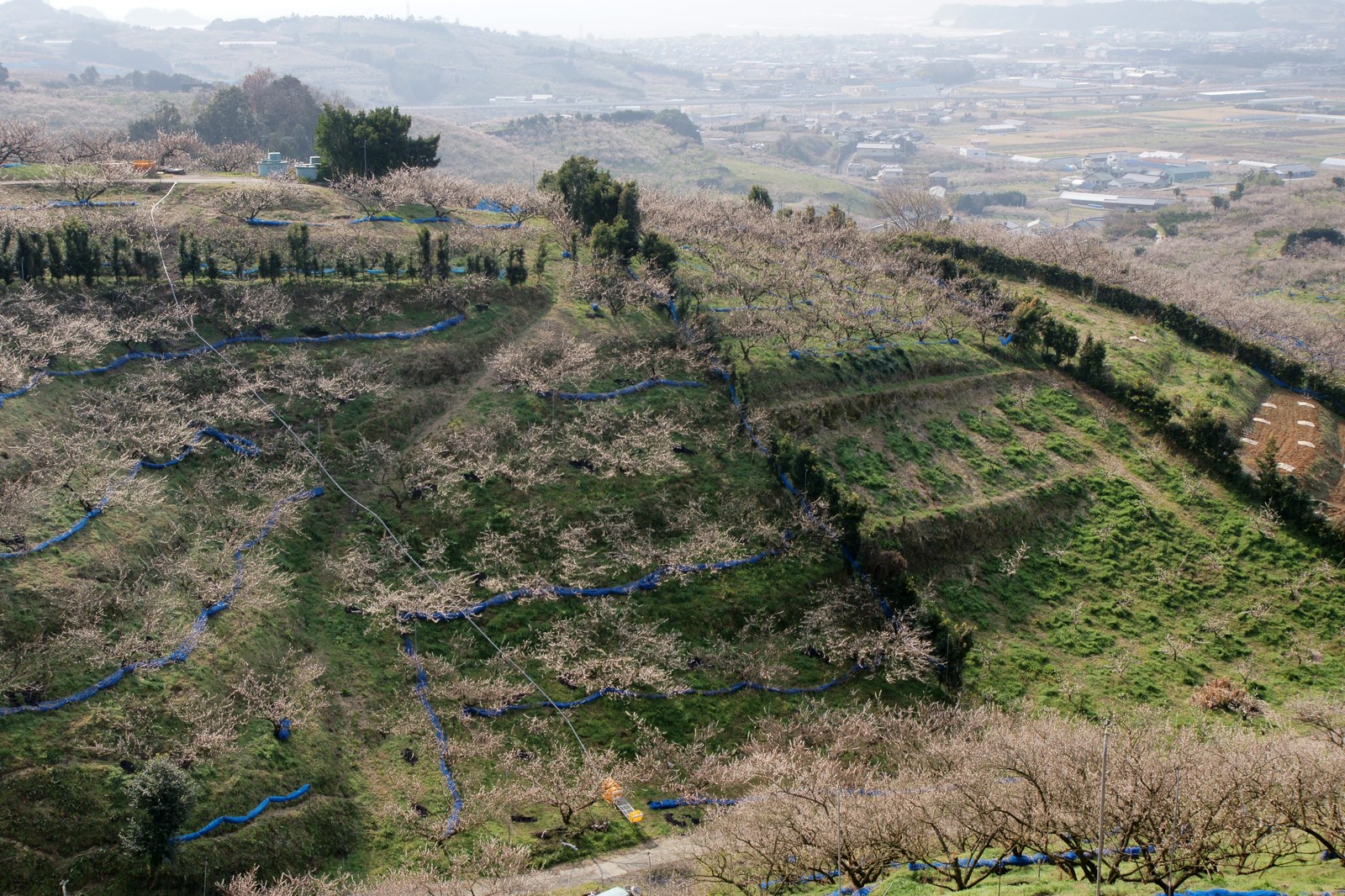 南部梅林から望む梅の花と海の景色