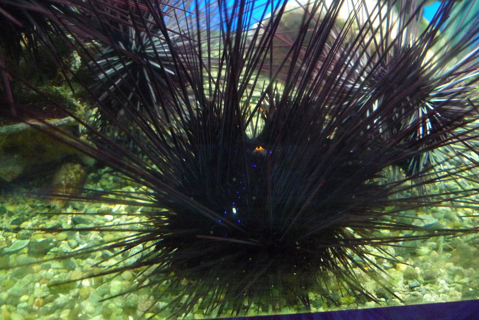 串本海中公園のサンゴと魚たち