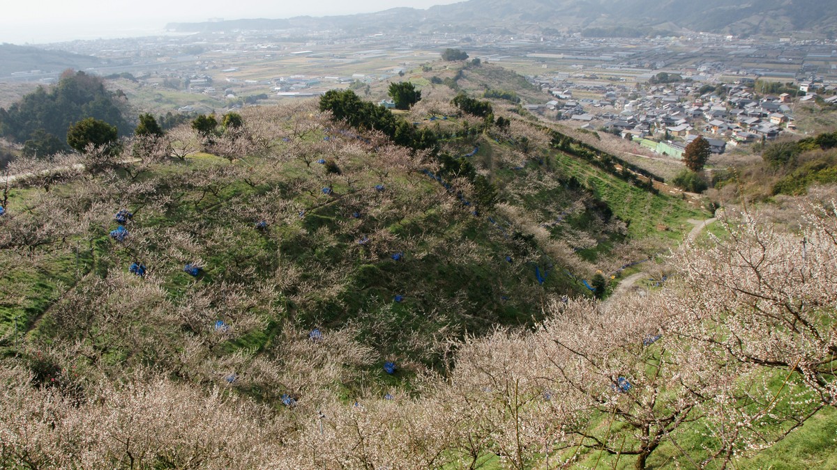 みなべの梅【和歌山】南高梅の里で梅林・梅まつり・梅干し選び