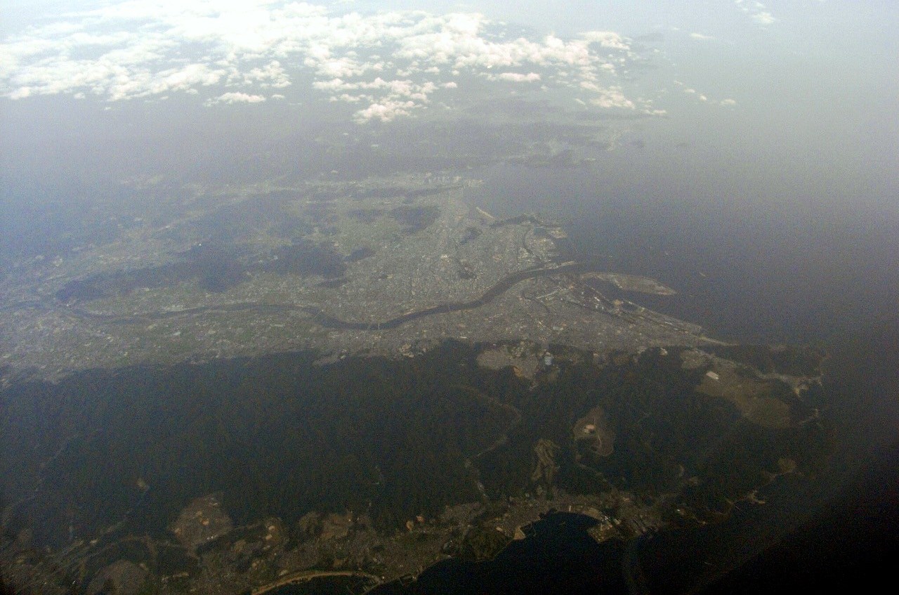 紀の川市の桃畑で実る和歌山の桃