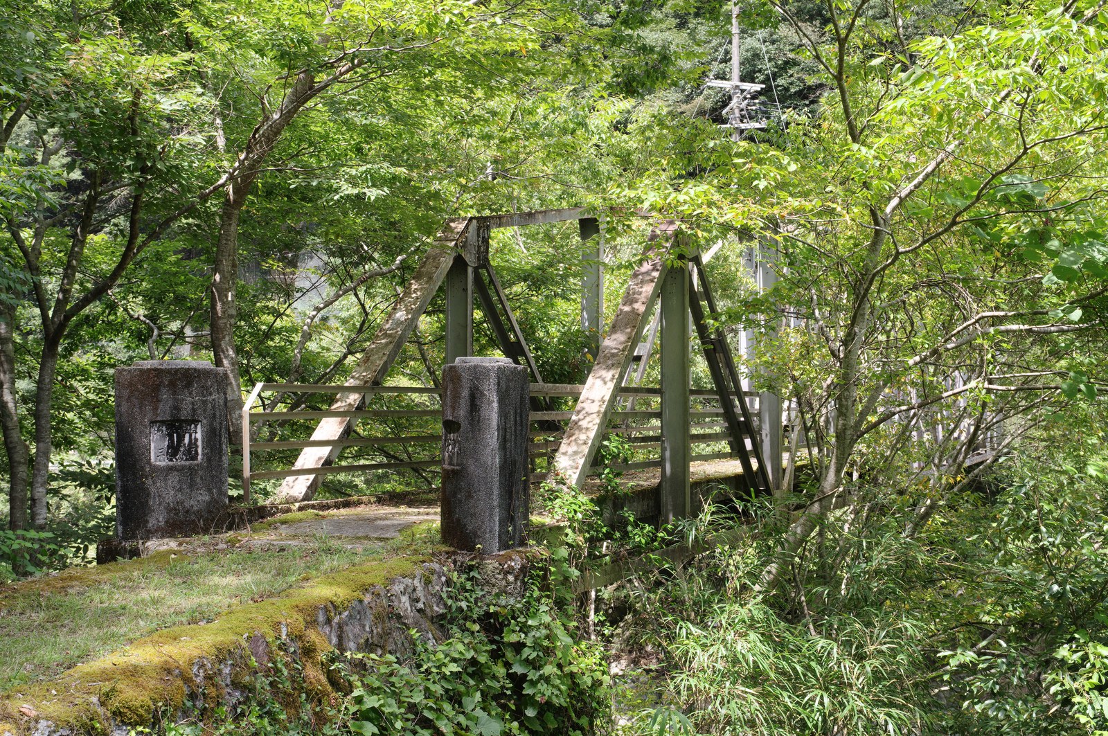 紀美野町の生石高原に広がるススキの草原