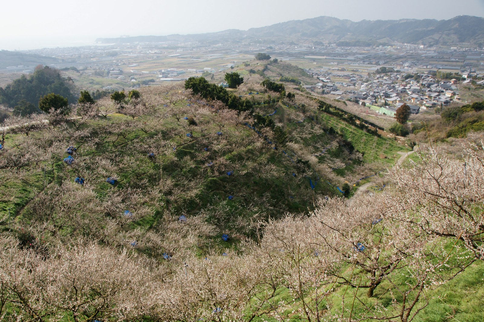 海を望むみなべの梅畑と農道