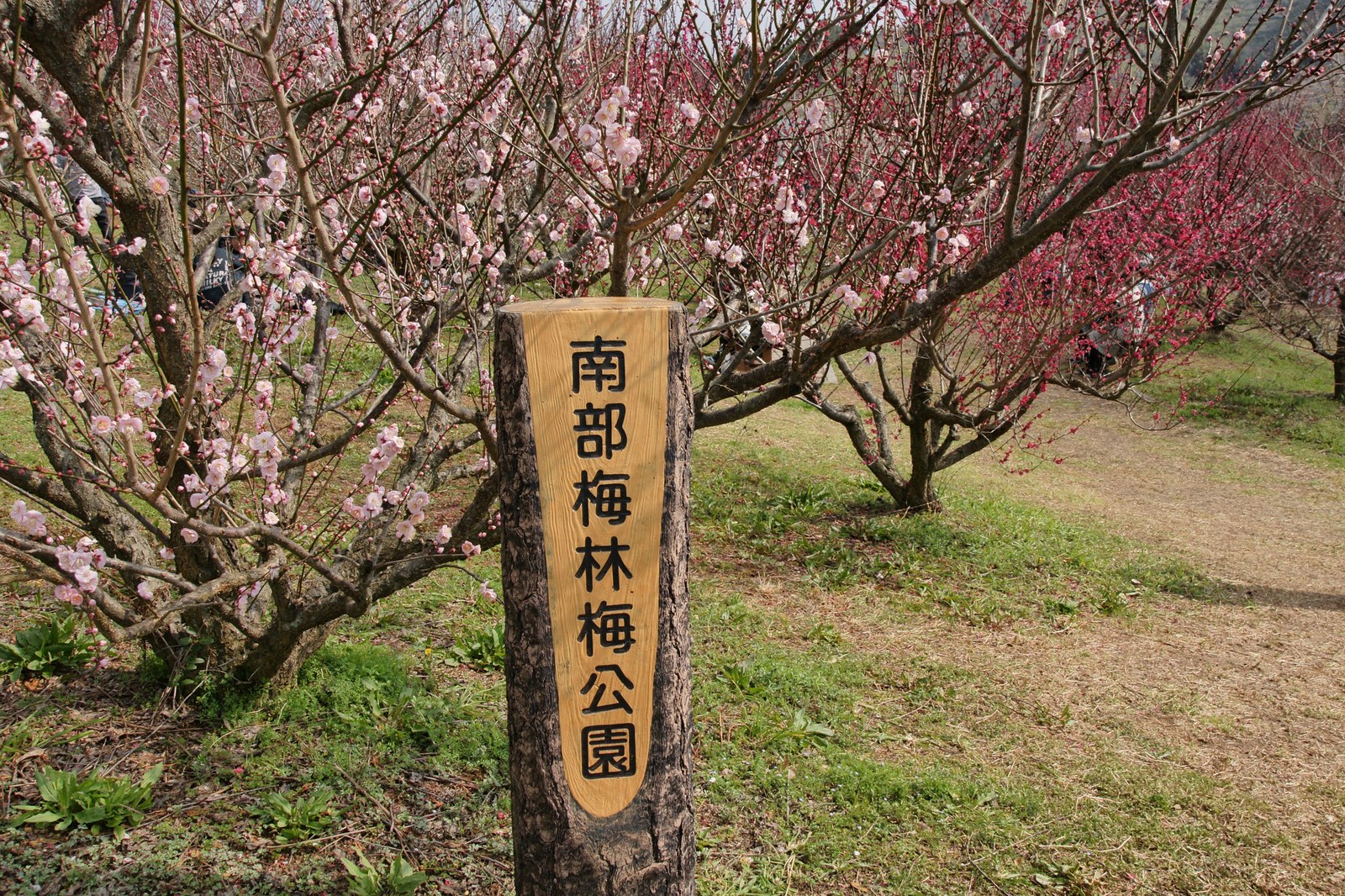 南部梅林の坂道と紀伊水道
